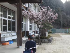登校する児童と梅の花