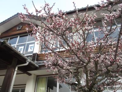 校舎と梅の花