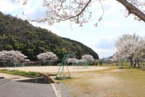 桜が満開