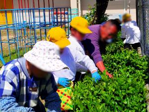 ５月７日：地域の方と一緒に「茶摘み」と「茶もみ」を体験しました。その後のうさまるカフェでは、楽しいお話で盛り上がりました。