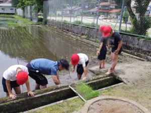 地域の方に苗を提供していただき、校庭すぐ側の田んぼで田植え体験をさせていただきました。