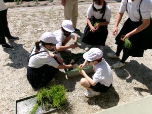 プラ船に稲の苗を植える様子