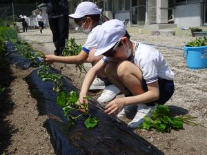 サツマイモの苗植えの様子