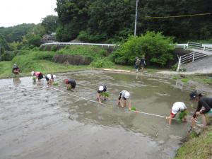 田植え