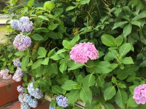 けやき広場の紫陽花
