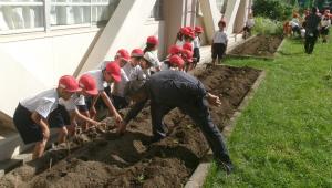 岩国赤大根・錦帯白菜を植える