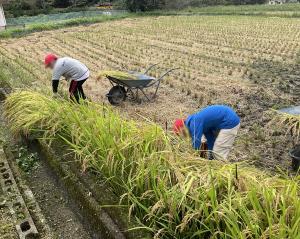 9月26日：プランターと田んぼの稲刈りをしました。稲刈り鎌を使った作業は根気が必要でしたが最後までがんばりました。刈った稲は体育館前に干しています。