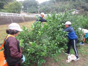 マイヤーレモンの摘果作業