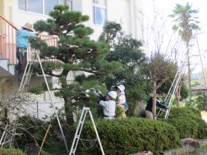 地域の方などが松の剪定をしている画像