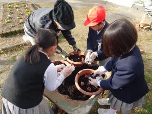 チューリップ球根植え