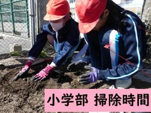 チューリップの苗植え