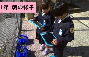 アサガオ