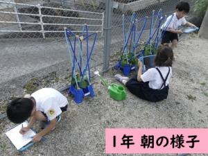 あさがお