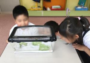 6月15日:理科の学習で飼育していたモンシロチョウのサナギが羽化しました。「わー」と歓声が上がっていました。しばらく観察し、放してあげました。
