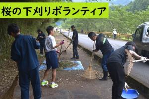 桜の下刈りボランティア