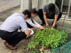 藍の摘み取り