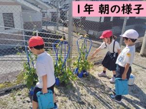 アサガオ