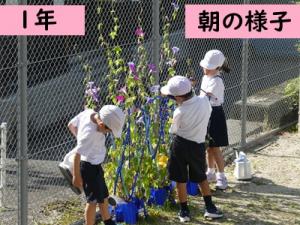 アサガオ