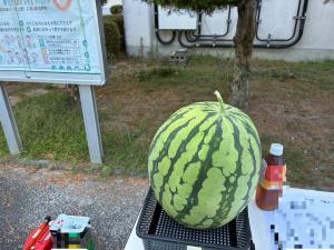 大きなスイカ