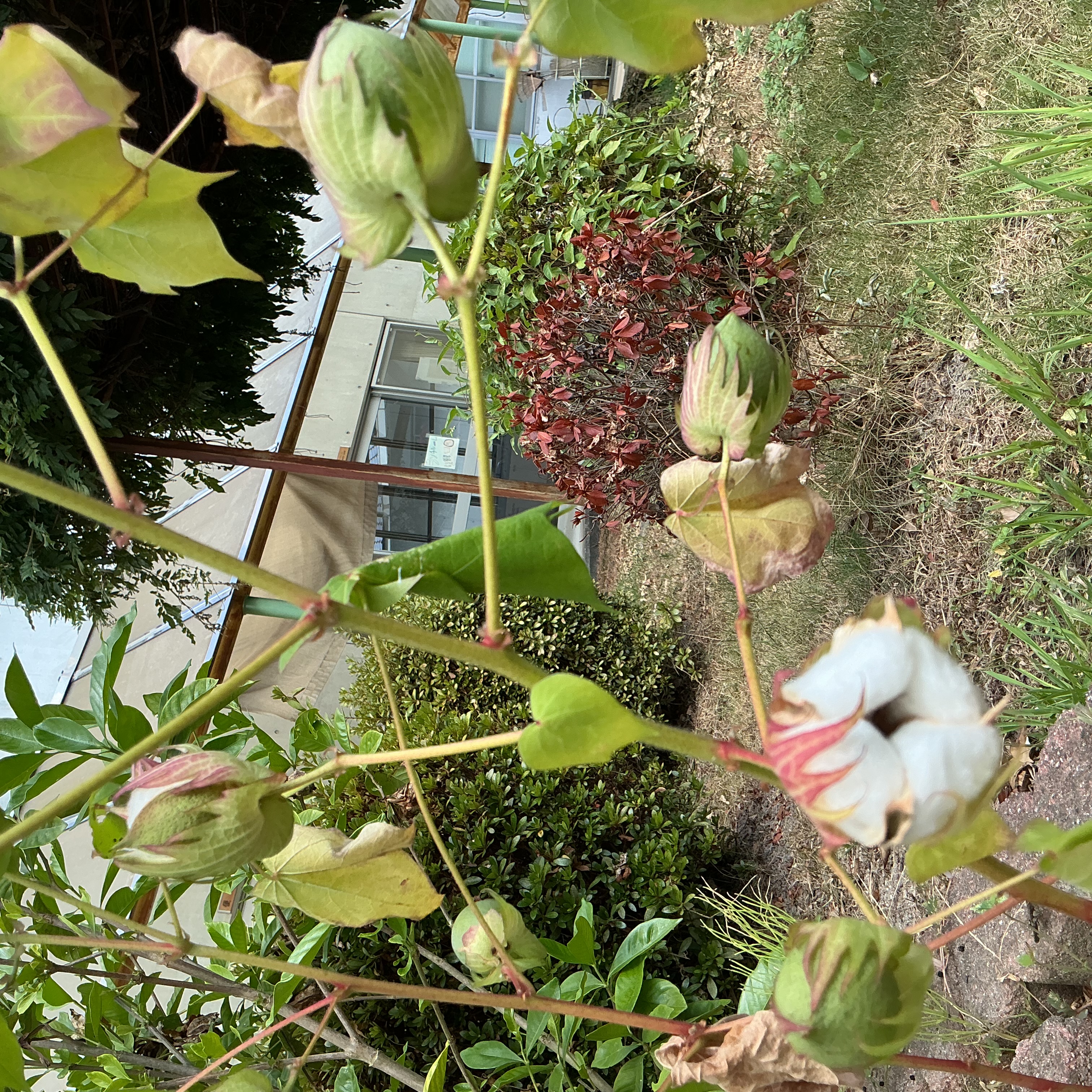 綿