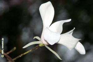 タムシバの花