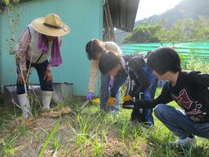 植物の観察