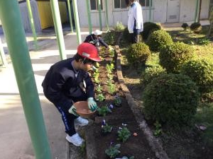 苗植えの様子2