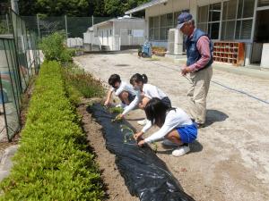 サツマイモの苗植えの様子1