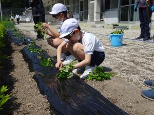 サツマイモの苗植えの様子2