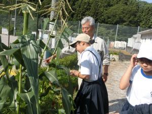 トウモロコシ収穫の様子2