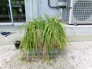 稲刈り前の様子