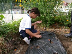 種を植える様子