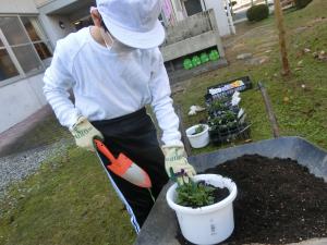 パンジーを植える様子