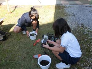 パンジーを植える様子2
