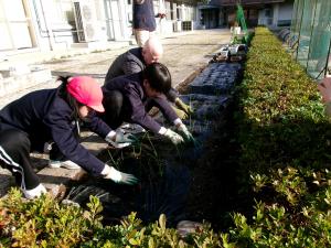 タマネギ苗植え6年