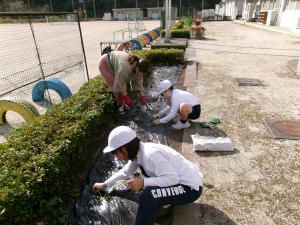 タマネギ苗植え3・5年
