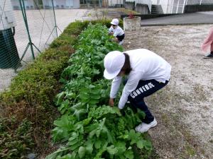 ダイコンの収穫