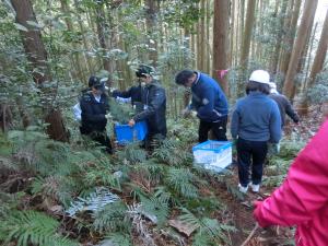 ウラジロ採りの様子2