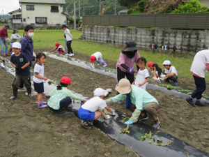 さつまいも苗植え付け